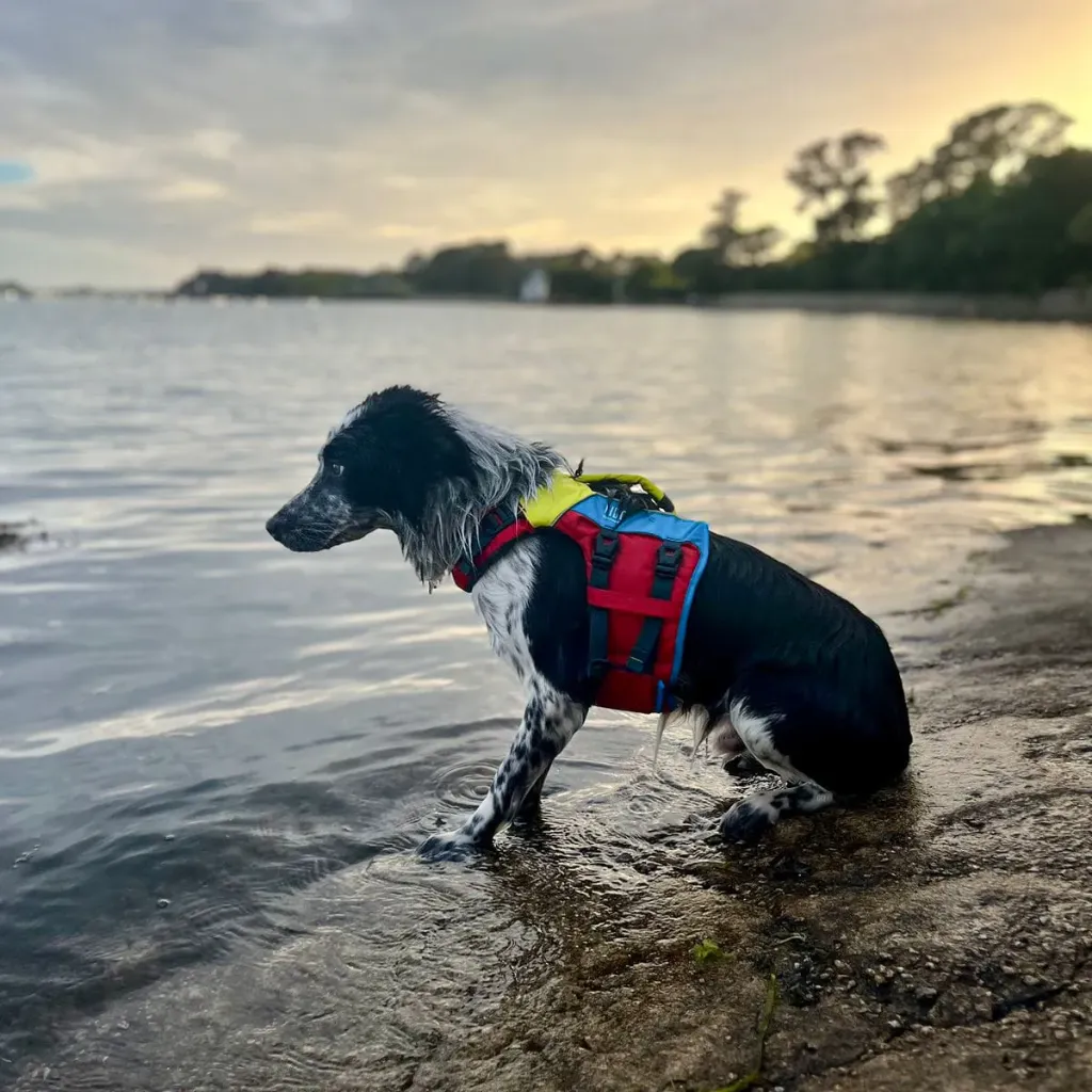 [DW-FD/M] FIDO, Redningsvest for hund, Medium