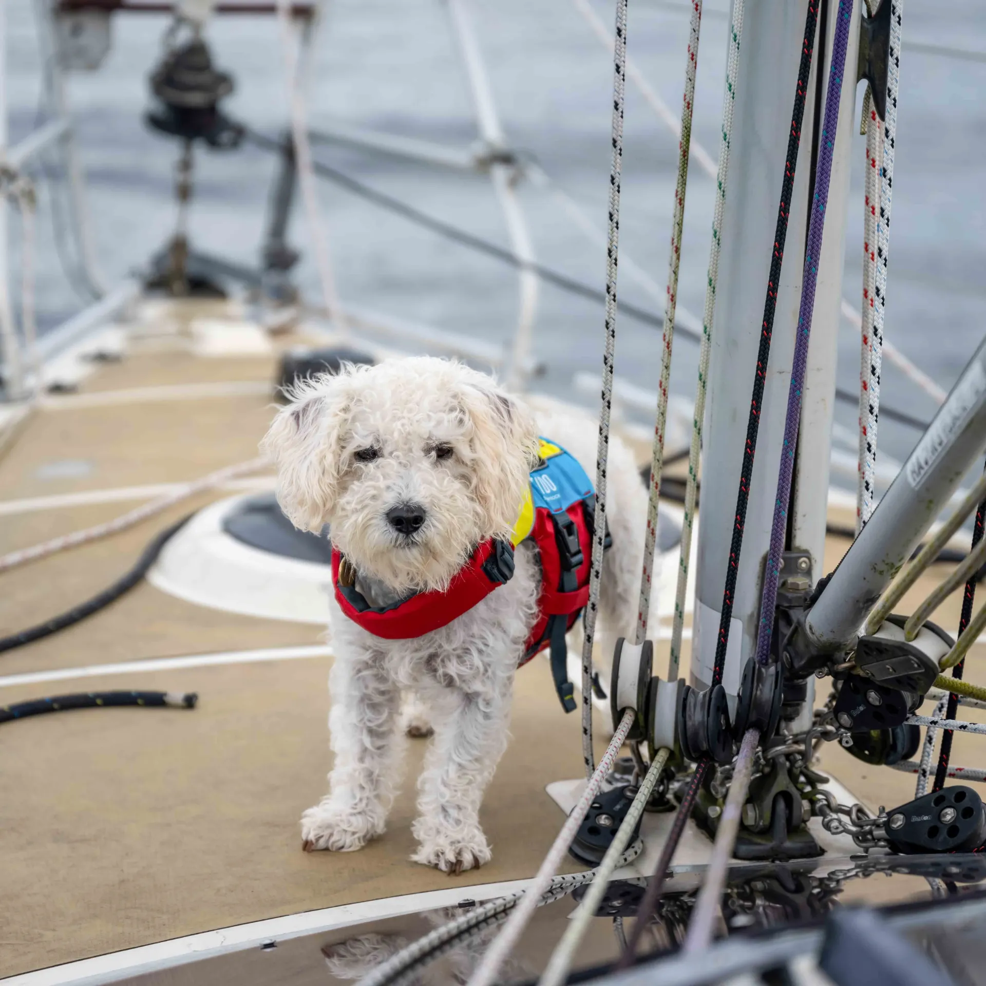 [DW-FD/XS] FIDO, Redningsvest for hund, Extra Small